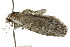  ( - CCDB-15812-C06)  @13 [ ] CreativeCommons - Attribution (2011) ANIC/CBG Photography Group Centre for Biodiversity Genomics