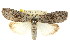  ( - CCDB-15812-C07)  @15 [ ] CreativeCommons - Attribution (2011) ANIC/CBG Photography Group Centre for Biodiversity Genomics