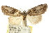  ( - CCDB-15812-D01)  @11 [ ] CreativeCommons - Attribution (2011) ANIC/CBG Photography Group Centre for Biodiversity Genomics