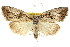 ( - CCDB-15812-D02)  @11 [ ] CreativeCommons - Attribution (2011) ANIC/CBG Photography Group Centre for Biodiversity Genomics