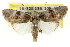  ( - CCDB-15812-D05)  @11 [ ] CreativeCommons - Attribution (2011) ANIC/CBG Photography Group Centre for Biodiversity Genomics