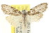  ( - CCDB-15812-F04)  @11 [ ] CreativeCommons - Attribution (2011) ANIC/CBG Photography Group Centre for Biodiversity Genomics