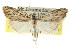  ( - CCDB-15812-F05)  @11 [ ] CreativeCommons - Attribution (2011) ANIC/CBG Photography Group Centre for Biodiversity Genomics
