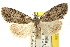  ( - CCDB-15812-F06)  @11 [ ] CreativeCommons - Attribution (2011) ANIC/CBG Photography Group Centre for Biodiversity Genomics