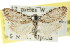  ( - CCDB-15812-G08)  @11 [ ] CreativeCommons - Attribution (2011) ANIC/CBG Photography Group Centre for Biodiversity Genomics