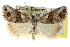  ( - CCDB-15812-G10)  @11 [ ] CreativeCommons - Attribution (2011) ANIC/CBG Photography Group Centre for Biodiversity Genomics
