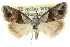  ( - CCDB-15812-G11)  @11 [ ] CreativeCommons - Attribution (2011) ANIC/CBG Photography Group Centre for Biodiversity Genomics