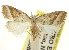  ( - CCDB-15812-H07)  @11 [ ] CreativeCommons - Attribution (2011) ANIC/CBG Photography Group Centre for Biodiversity Genomics