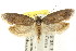  ( - CCDB-15813-A01)  @14 [ ] CreativeCommons - Attribution (2011) ANIC/CBG Photography Group Centre for Biodiversity Genomics
