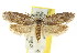  ( - CCDB-15813-A02)  @14 [ ] CreativeCommons - Attribution (2011) ANIC/CBG Photography Group Centre for Biodiversity Genomics