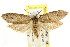  ( - CCDB-15813-A06)  @13 [ ] CreativeCommons - Attribution (2011) ANIC/CBG Photography Group Centre for Biodiversity Genomics