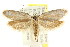  ( - CCDB-15813-B03)  @14 [ ] CreativeCommons - Attribution (2011) ANIC/CBG Photography Group Centre for Biodiversity Genomics