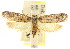  ( - CCDB-15813-B04)  @11 [ ] CreativeCommons - Attribution (2011) ANIC/CBG Photography Group Centre for Biodiversity Genomics