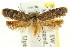  ( - CCDB-15813-B10)  @11 [ ] CreativeCommons - Attribution (2011) ANIC/CBG Photography Group Centre for Biodiversity Genomics