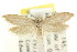  ( - CCDB-15813-C10)  @11 [ ] CreativeCommons - Attribution (2011) ANIC/CBG Photography Group Centre for Biodiversity Genomics
