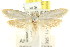  ( - CCDB-15813-C12)  @12 [ ] CreativeCommons - Attribution (2011) ANIC/CBG Photography Group Centre for Biodiversity Genomics