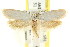  ( - CCDB-15813-D01)  @11 [ ] CreativeCommons - Attribution (2011) ANIC/CBG Photography Group Centre for Biodiversity Genomics