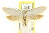  ( - CCDB-15813-D02)  @13 [ ] CreativeCommons - Attribution (2011) ANIC/CBG Photography Group Centre for Biodiversity Genomics