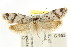  ( - CCDB-15813-D04)  @11 [ ] CreativeCommons - Attribution (2011) ANIC/CBG Photography Group Centre for Biodiversity Genomics