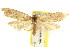  ( - CCDB-15813-F08)  @11 [ ] CreativeCommons - Attribution (2011) ANIC/CBG Photography Group Centre for Biodiversity Genomics