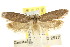  ( - CCDB-15813-F09)  @11 [ ] CreativeCommons - Attribution (2011) ANIC/CBG Photography Group Centre for Biodiversity Genomics