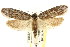  ( - CCDB-15813-G09)  @11 [ ] CreativeCommons - Attribution (2011) ANIC/CBG Photography Group Centre for Biodiversity Genomics