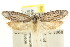  ( - CCDB-15813-G10)  @11 [ ] CreativeCommons - Attribution (2011) ANIC/CBG Photography Group Centre for Biodiversity Genomics