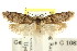  (Palimmeces sp. ANIC49 - CCDB-15813-H04)  @11 [ ] CreativeCommons - Attribution (2011) ANIC/CBG Photography Group Centre for Biodiversity Genomics