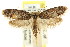  ( - CCDB-15813-H07)  @13 [ ] CreativeCommons - Attribution (2011) ANIC/CBG Photography Group Centre for Biodiversity Genomics