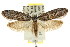  ( - CCDB-15813-H09)  @11 [ ] CreativeCommons - Attribution (2011) ANIC/CBG Photography Group Centre for Biodiversity Genomics
