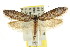  ( - CCDB-15813-H10)  @11 [ ] CreativeCommons - Attribution (2011) ANIC/CBG Photography Group Centre for Biodiversity Genomics