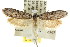  ( - CCDB-15813-H11)  @12 [ ] CreativeCommons - Attribution (2011) ANIC/CBG Photography Group Centre for Biodiversity Genomics