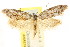  ( - CCDB-15814-A06)  @11 [ ] CreativeCommons - Attribution (2011) ANIC/CBG Photography Group Centre for Biodiversity Genomics