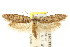  (Palimmeces sp. ANIC70 - CCDB-15814-D11)  @13 [ ] CreativeCommons - Attribution (2011) ANIC/CBG Photography Group Centre for Biodiversity Genomics