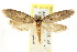  ( - CCDB-15814-E01)  @11 [ ] CreativeCommons - Attribution (2011) ANIC/CBG Photography Group Centre for Biodiversity Genomics