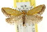  (Microbela allocoma - CCDB-15814-H01)  @14 [ ] CreativeCommons - Attribution (2011) ANIC/CBG Photography Group Centre for Biodiversity Genomics