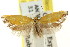  ( - CCDB-15814-H05)  @11 [ ] CreativeCommons - Attribution (2011) ANIC/CBG Photography Group Centre for Biodiversity Genomics