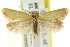 (Microbela sp. ANIC3 - CCDB-15814-H09)  @11 [ ] CreativeCommons - Attribution (2011) ANIC/CBG Photography Group Centre for Biodiversity Genomics