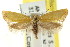 ( - CCDB-15814-H10)  @11 [ ] CreativeCommons - Attribution (2011) ANIC/CBG Photography Group Centre for Biodiversity Genomics