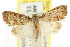  ( - CCDB-15815-B03)  @11 [ ] CreativeCommons - Attribution (2011) ANIC/CBG Photography Group Centre for Biodiversity Genomics