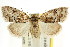  ( - CCDB-15815-C03)  @11 [ ] CreativeCommons - Attribution (2011) ANIC/CBG Photography Group Centre for Biodiversity Genomics