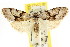  ( - CCDB-15815-C04)  @11 [ ] CreativeCommons - Attribution (2011) ANIC/CBG Photography Group Centre for Biodiversity Genomics