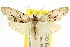  ( - CCDB-15815-C05)  @11 [ ] CreativeCommons - Attribution (2011) ANIC/CBG Photography Group Centre for Biodiversity Genomics