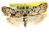  ( - CCDB-15815-C06)  @11 [ ] CreativeCommons - Attribution (2011) ANIC/CBG Photography Group Centre for Biodiversity Genomics