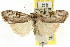  ( - CCDB-15815-C07)  @11 [ ] CreativeCommons - Attribution (2011) ANIC/CBG Photography Group Centre for Biodiversity Genomics