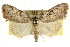  ( - CCDB-15815-C08)  @11 [ ] CreativeCommons - Attribution (2011) ANIC/CBG Photography Group Centre for Biodiversity Genomics
