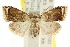  ( - CCDB-15815-C11)  @15 [ ] CreativeCommons - Attribution (2011) ANIC/CBG Photography Group Centre for Biodiversity Genomics