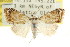 ( - CCDB-15815-C12)  @11 [ ] CreativeCommons - Attribution (2011) ANIC/CBG Photography Group Centre for Biodiversity Genomics