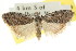 ( - CCDB-15815-H09)  @13 [ ] CreativeCommons - Attribution (2011) ANIC/CBG Photography Group Centre for Biodiversity Genomics