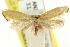  (Microbela sp. ANIC5 - CCDB-15816-A01)  @11 [ ] CreativeCommons - Attribution (2011) ANIC/CBG Photography Group Centre for Biodiversity Genomics